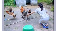 Trộm gà, vịt của hàng xóm có bị phạt tù không?