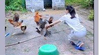 Trộm gà, vịt của hàng xóm có bị phạt tù không?