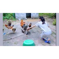 Trộm gà, vịt của hàng xóm có bị phạt tù không?