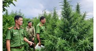 Trồng 1 cây cần sa có bị bắt không?
