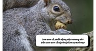 Con don có phải động vật hoang dã không? Bán con don có bị xử lý hình sự không?