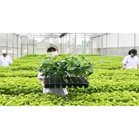Quy định về chuyển giao quyền sử dụng giống cây trồng