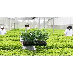 Quy định về chuyển giao quyền sử dụng giống cây trồng