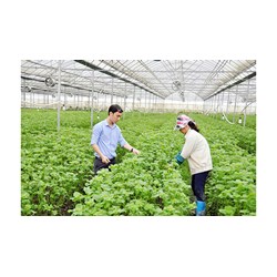 Bên chuyển giao và bên nhận chuyên giao trong hợp đồng chuyển giao quyền sử dụng giống cây trồng có quyền gì?