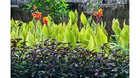 Đơn đăng ký bảo hộ giống cây trồng bao gồm các tài liệu gì?