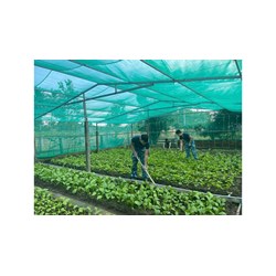 Điều kiện bắt buộc chuyển giao quyền sử dụng giống cây trồng