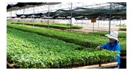 Quy định về sửa đổi, bổ sung, rút đơn đăng ký bảo hộ giống cây trồng