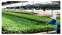 Quy định về sửa đổi, bổ sung, rút đơn đăng ký bảo hộ giống cây trồng
