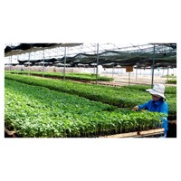 Quy định về sửa đổi, bổ sung, rút đơn đăng ký bảo hộ giống cây trồng
