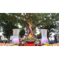Cách khấn nguyện trước cây Bồ Đề tại Chùa Trấn Quốc linh thiêng nhất