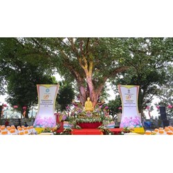 Cách khấn nguyện trước cây Bồ Đề tại Chùa Trấn Quốc linh thiêng nhất