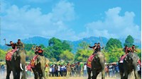 Lễ hội Đua Voi (Buôn Đôn): Quy định về phúc lợi động vật và cấm hành vi ngược đãi trong lễ hội