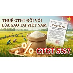 Bán lúa gạo đóng thuế GTGT bao nhiêu %? Hướng dẫn theo Công văn 732