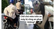 Chở chó mèo trên xe máy bị công an phạt không?