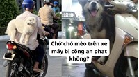 Chở chó mèo trên xe máy bị công an phạt không?