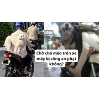 Chở chó mèo trên xe máy bị công an phạt không?
