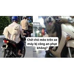 Chở chó mèo trên xe máy bị công an phạt không?