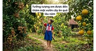 Tưởng tượng em được đến thăm một vườn cây ăn quả lâu năm Văn mẫu lớp 4