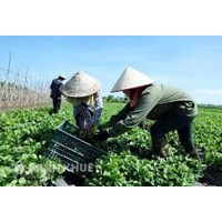Muốn làm hợp tác xã chăn nuôi thì cần thủ tục gì ? Mẫu điều lệ hợp tác xã nông nghiệp mới nhất