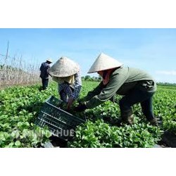 Muốn làm hợp tác xã chăn nuôi thì cần thủ tục gì ? Mẫu điều lệ hợp tác xã nông nghiệp mới nhất