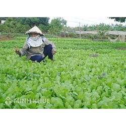 Có phải ký hợp đồng với người trồng rau cho công ty không ?
