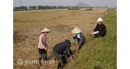Làm thế nào để vợ được chia đất ruộng khi có thêm nhân khẩu ?