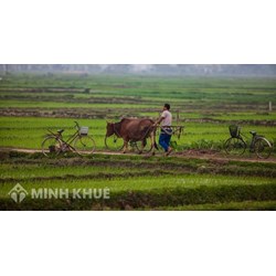 Mức bồi thường thiệt hại do làm ô nhiễm môi trường và gây tổn hại sức khỏe cho người khác ?