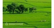 Cấp đổi sổ đỏ trong trường hợp nào?