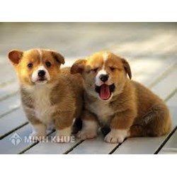 Xử lý trường hợp nuôi nhiều chó ảnh hưởng đến hàng xóm ?