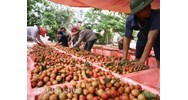 Hướng dẫn thủ tục xuất khẩu hàng hoá (thực phẩm và hoa quả) từ Việt Nam sang nhật bản ?