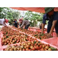 Hướng dẫn thủ tục xuất khẩu hàng hoá (thực phẩm và hoa quả) từ Việt Nam sang nhật bản ?