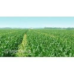 Sản suất cây và mua bán cây giống có phải chịu thuế GTGT không?