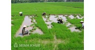 Phân chia đất ruộng không có di chúc được quy định như thế nào?