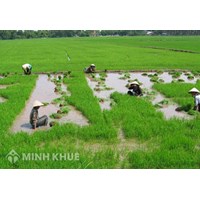 Phân chia đất ruộng không có di chúc được quy định như thế nào?
