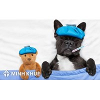 Quyền lợi của người lao động khi bị ốm đau được quy định như thế nào ?