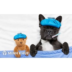 Quyền lợi của người lao động khi bị ốm đau được quy định như thế nào ?
