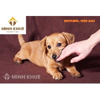 Bị chó nhà hàng xóm cắn có được bồi thường không ?