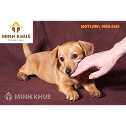 Bị chó nhà hàng xóm cắn có được bồi thường không ?