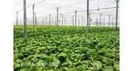 UBND xã cho thuê đất công ích có bắt buộc phải đấu giá không?
