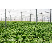 UBND xã cho thuê đất công ích có bắt buộc phải đấu giá không?
