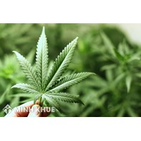Mua hộ ma tuý cho người khác thì có phạm luật không ? Phạm tội gì ?