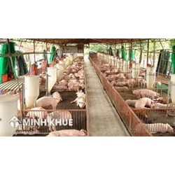 Hỏi về thuế giá trị gia tăng đối với hoạt động chăn nuôi heo xuất khẩu và bán trong nước? 