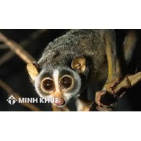 Tặng bạn 1 con culi nhỏ (động vật quý hiếm) nhưng tình cờ bị công an phát hiện thì bị xử lý thế nào ? 