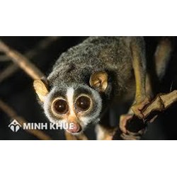 Tặng bạn 1 con culi nhỏ (động vật quý hiếm) nhưng tình cờ bị công an phát hiện thì bị xử lý thế nào ? 