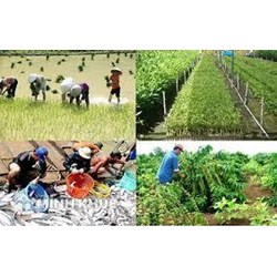 Đăng ký bản quyền mô hình sản xuất nông nghiệp (tăng diện tích trồng trên một diện tích nhất định) ?