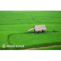 Dựng nhà lán trên đất nông nghiệp để trông nom cây trồng có được không?