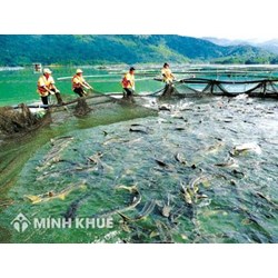 Hợp tác xã nuôi trồng thủy sản sẽ chịu những loại thuế nào? và hạch toán như thế nào?