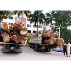 Mức xử phạt đối với người chở gỗ lậu theo quy định của luật Hình sự mới