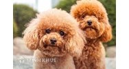 Những quy định cần lưu ý khi nuôi chó? Nuôi chó có phải đóng thuế không?