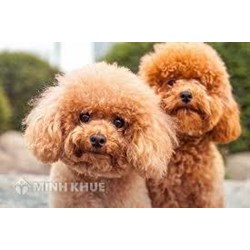 Những quy định cần lưu ý khi nuôi chó? Nuôi chó có phải đóng thuế không?